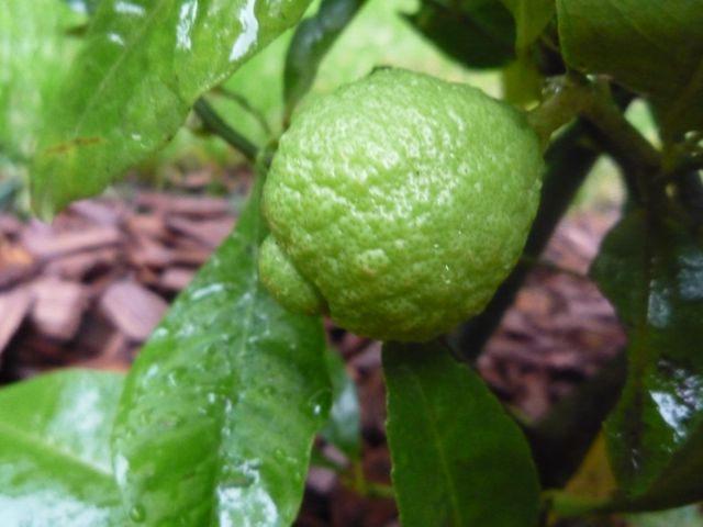  citradia