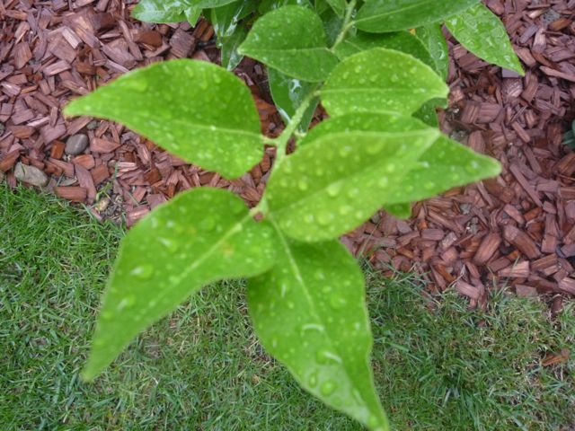  citradia