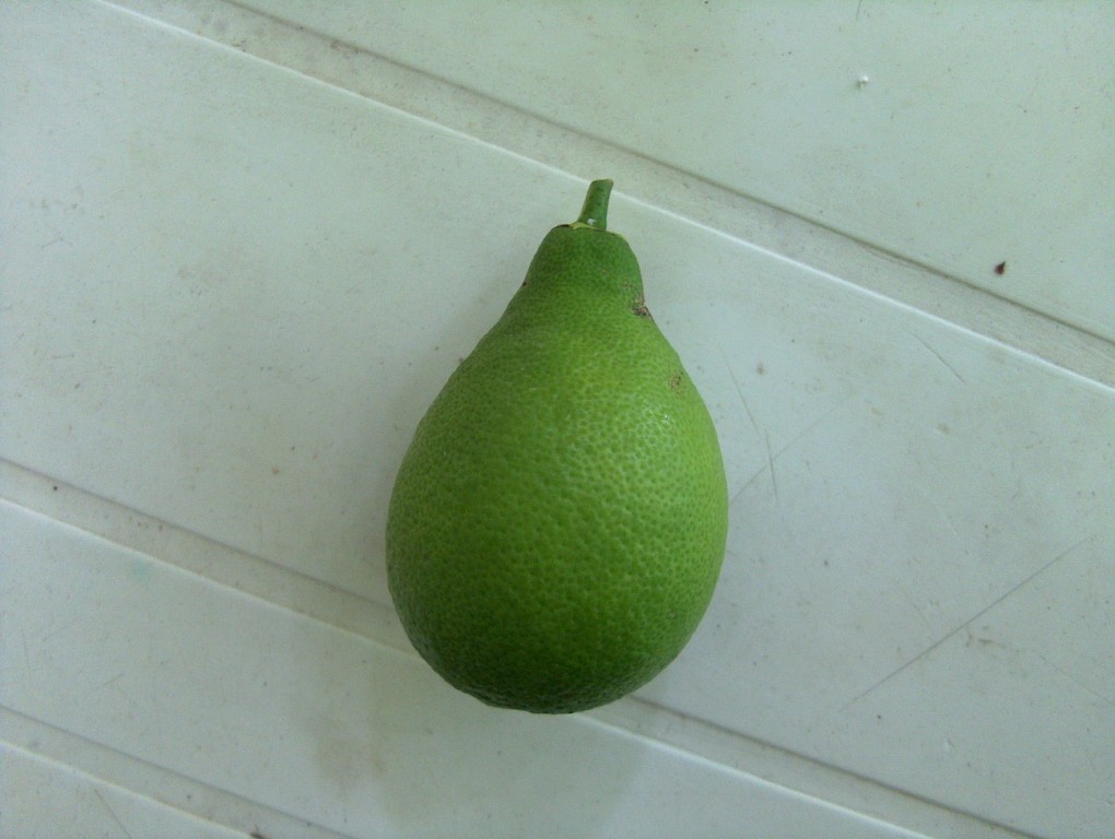  citrangequat 4s