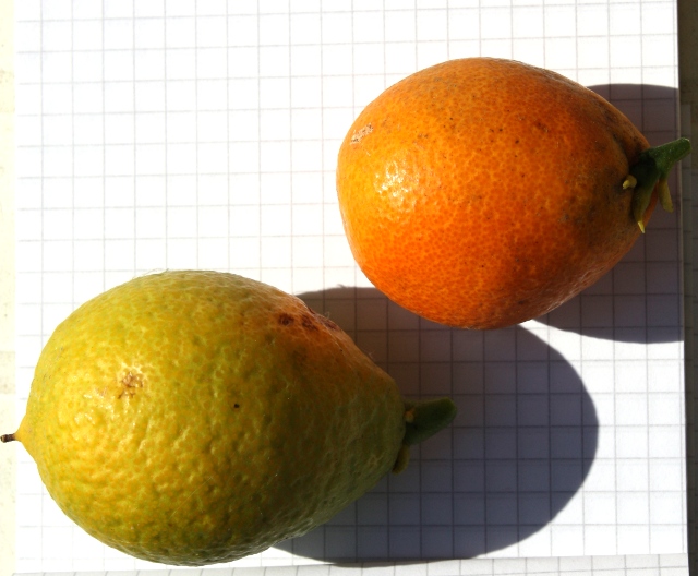  citrangequat thomasville