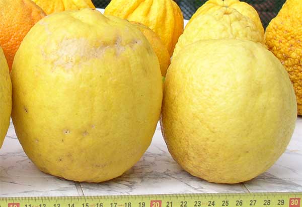  citron de bornéo