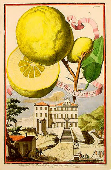  citron de bornéo