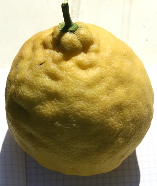  citronnier de poretta