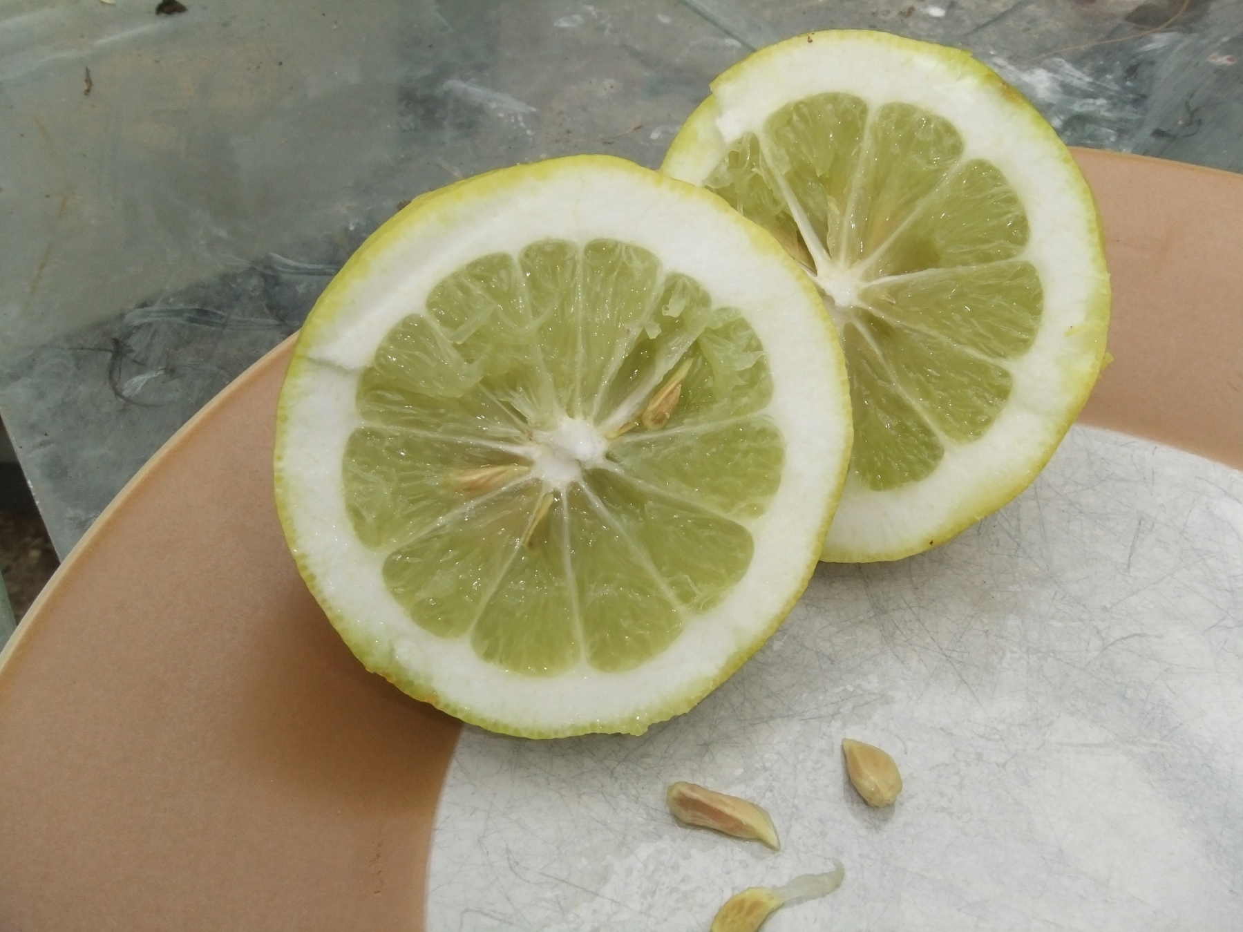  citronnier de poretta