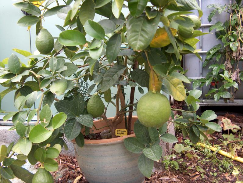  citronnier de poretta