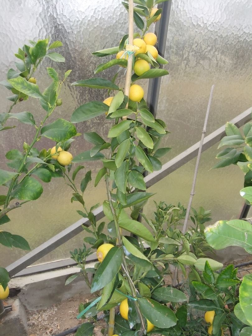  citronnier la valette