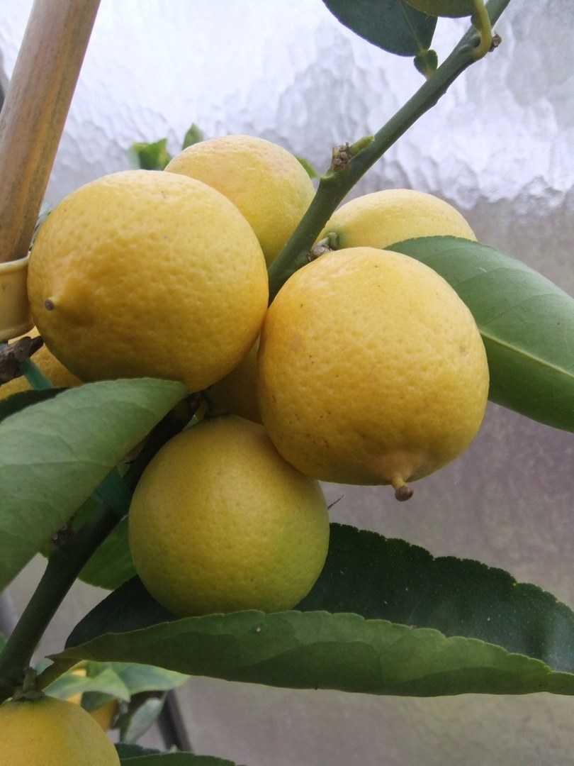  citronnier la valette