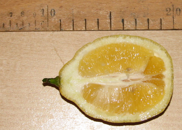  meyer