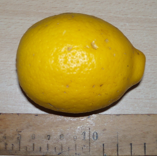  meyer