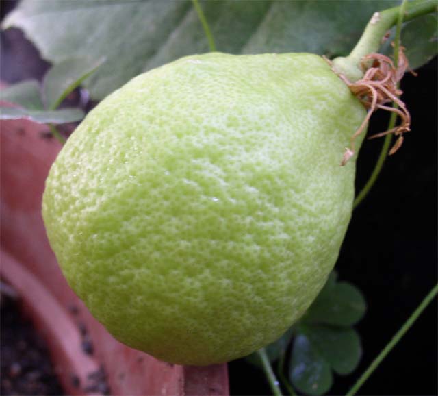  poire