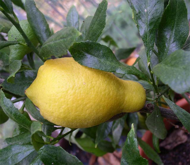  citronnier salicifolia