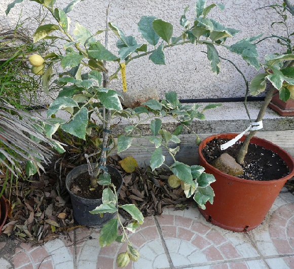  sanguin panaché