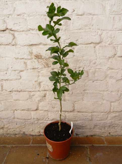  citrumelo dunstan