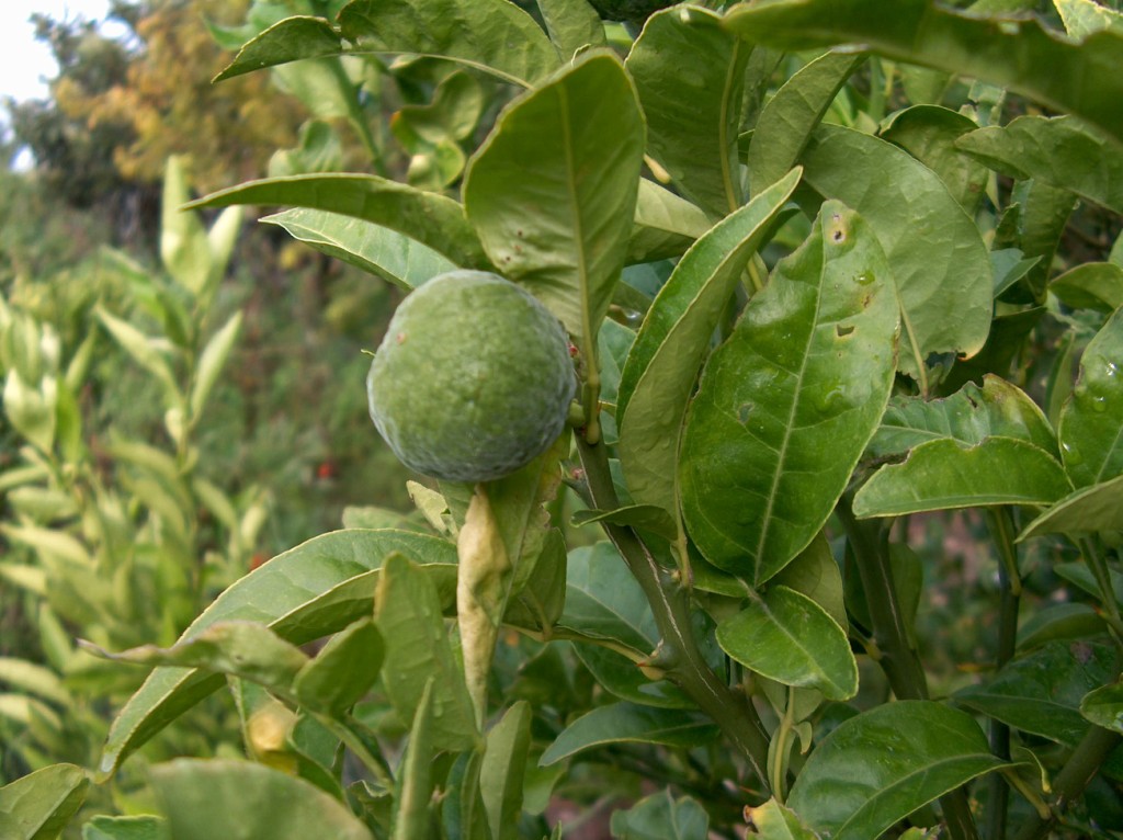  citrumelo val rameh