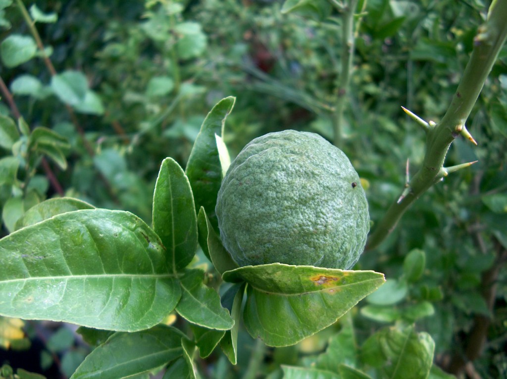  citrumelo val rameh