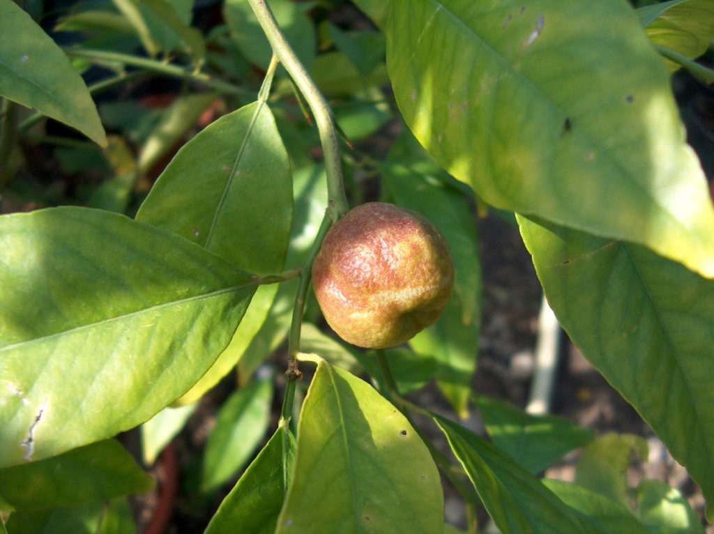  citrus auriculata
