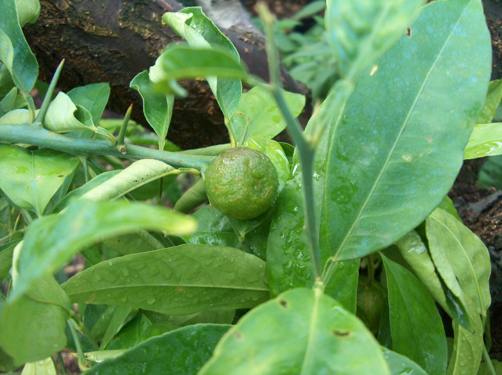  citrus auriculata