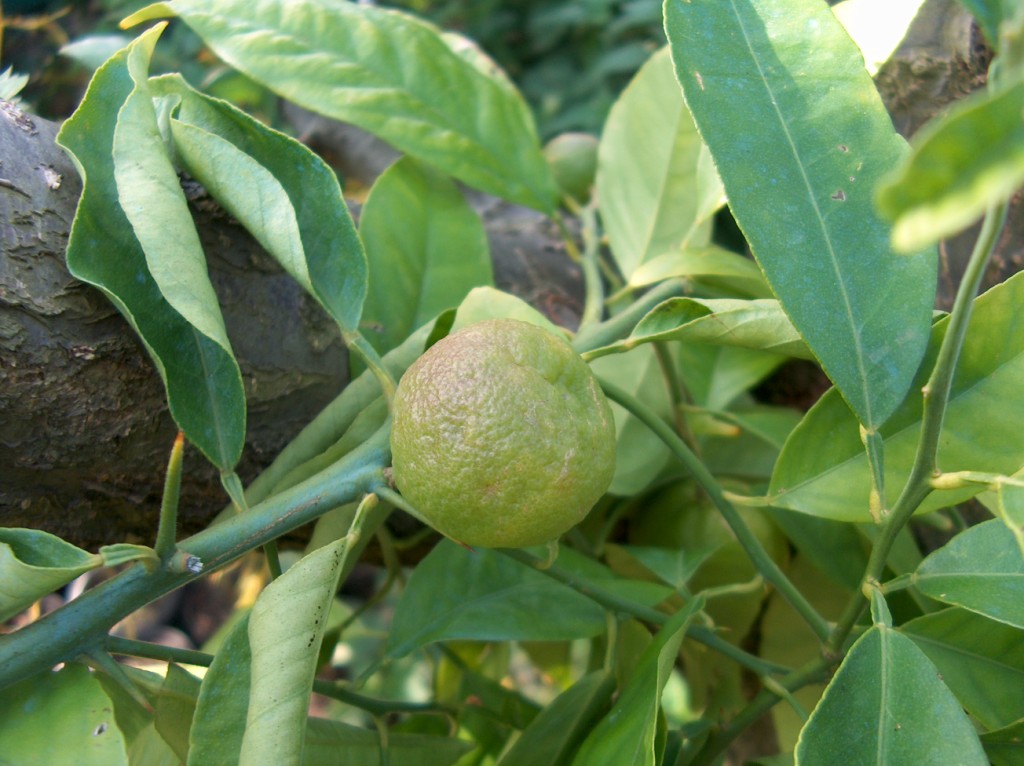  citrus auriculata