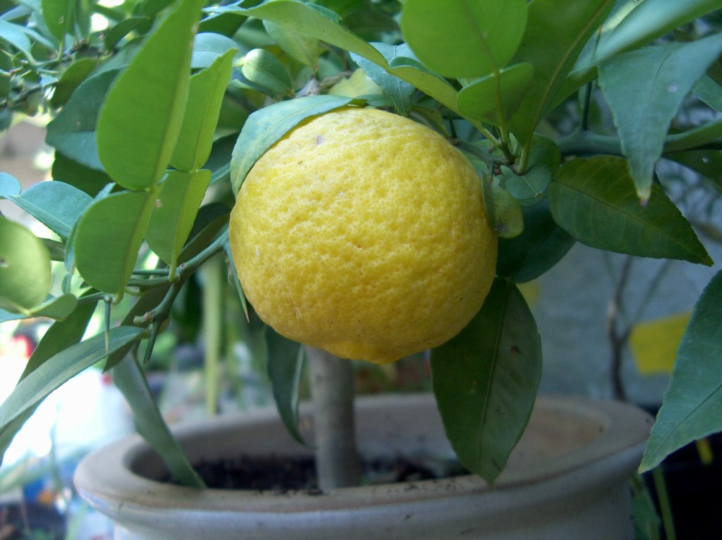  citrus ichangensis