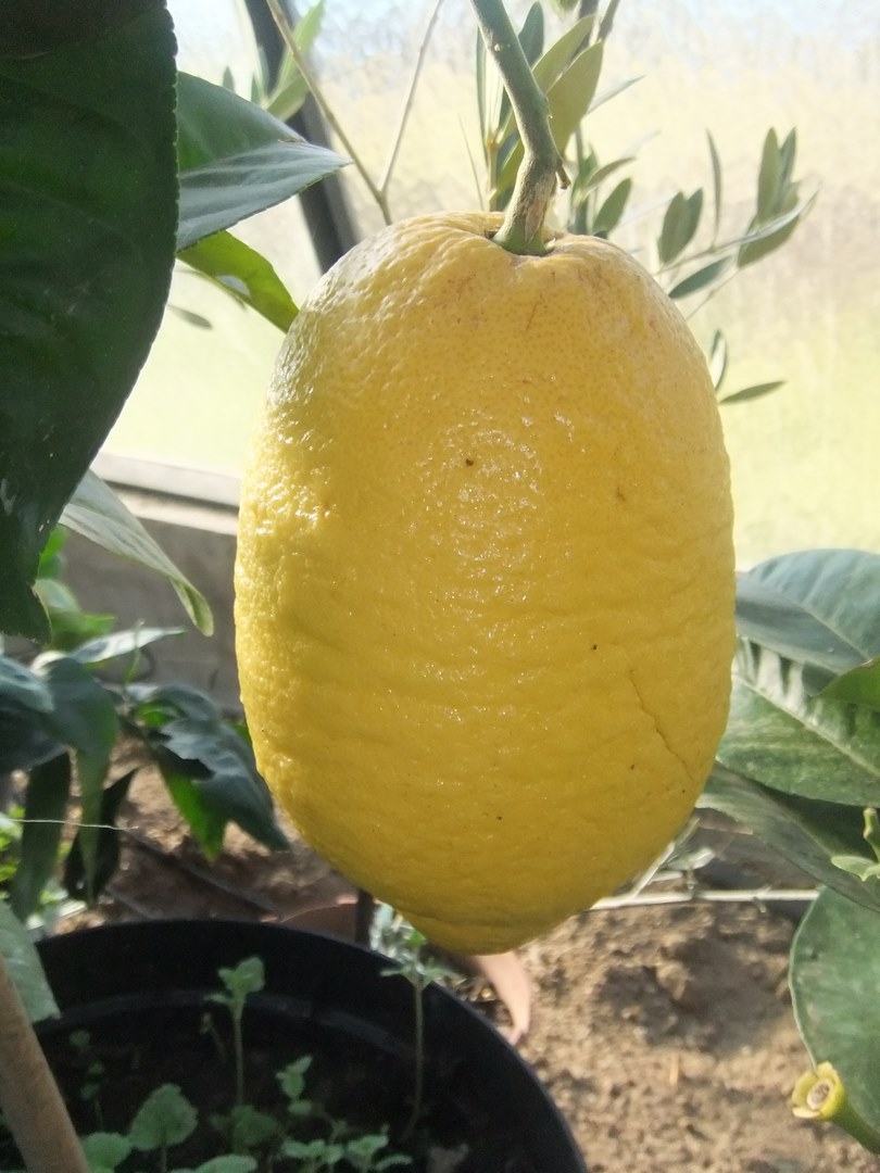  citrus lipo