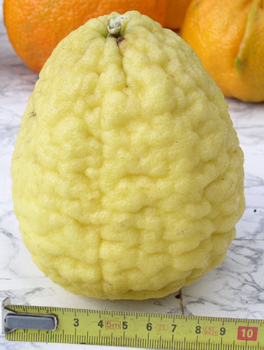 citrus macrophylla