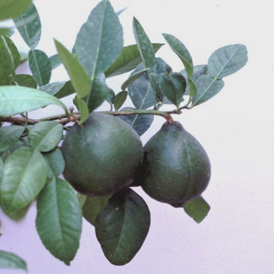  citrus macroptera