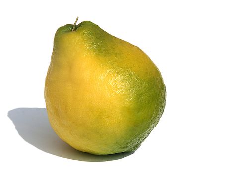  citrus macroptera