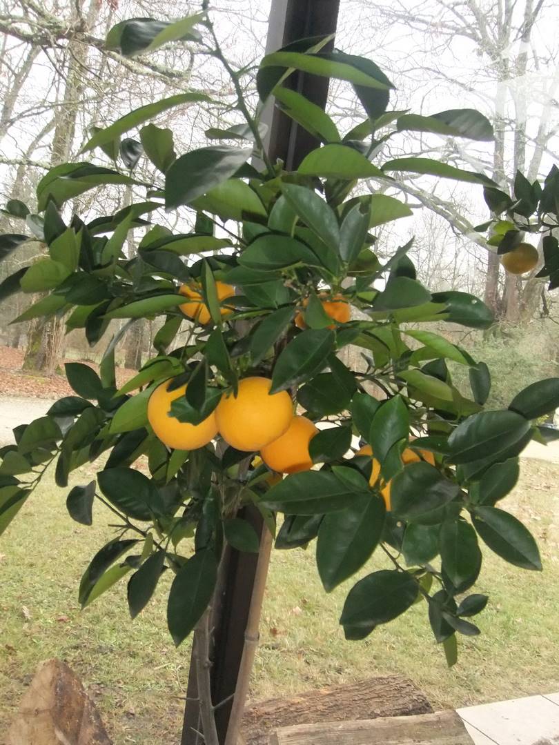  citrus taiwanica