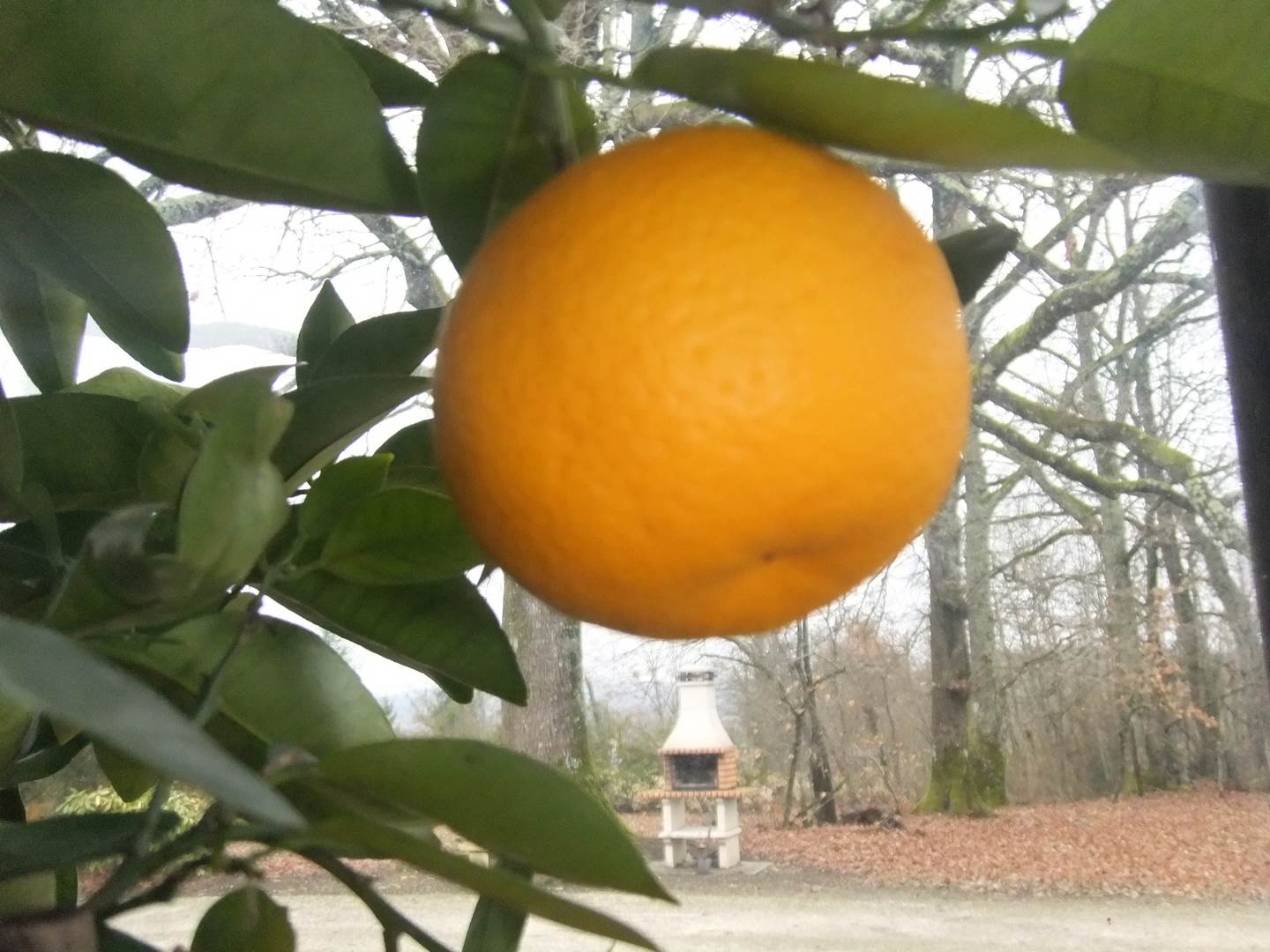  citrus taiwanica