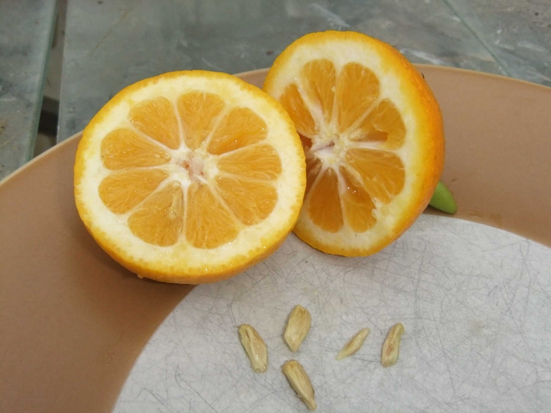  citrus taiwanica