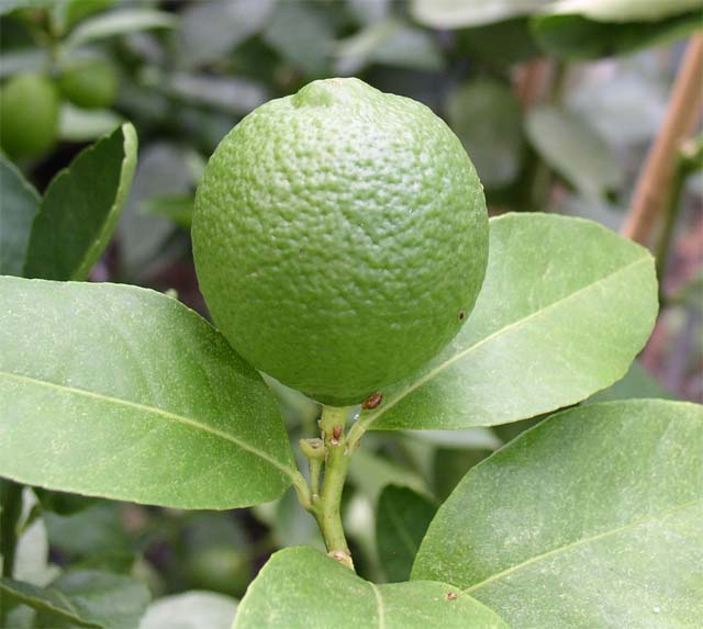  citrus volkameriana