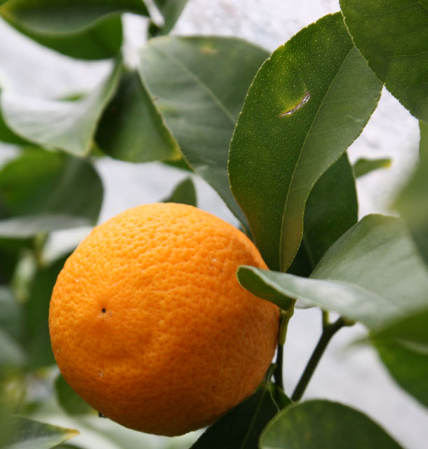  citrus volkameriana
