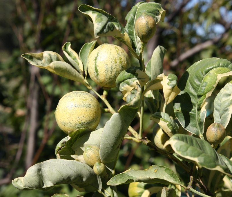  citrus volkameriana variegata