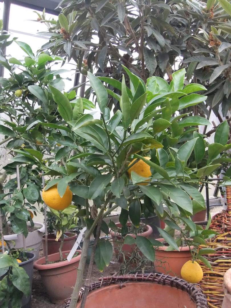  citrus x natsudaidai
