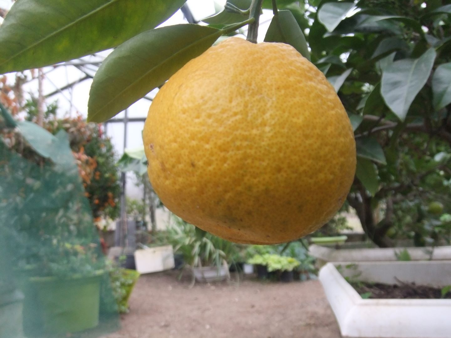  citrus x natsudaidai