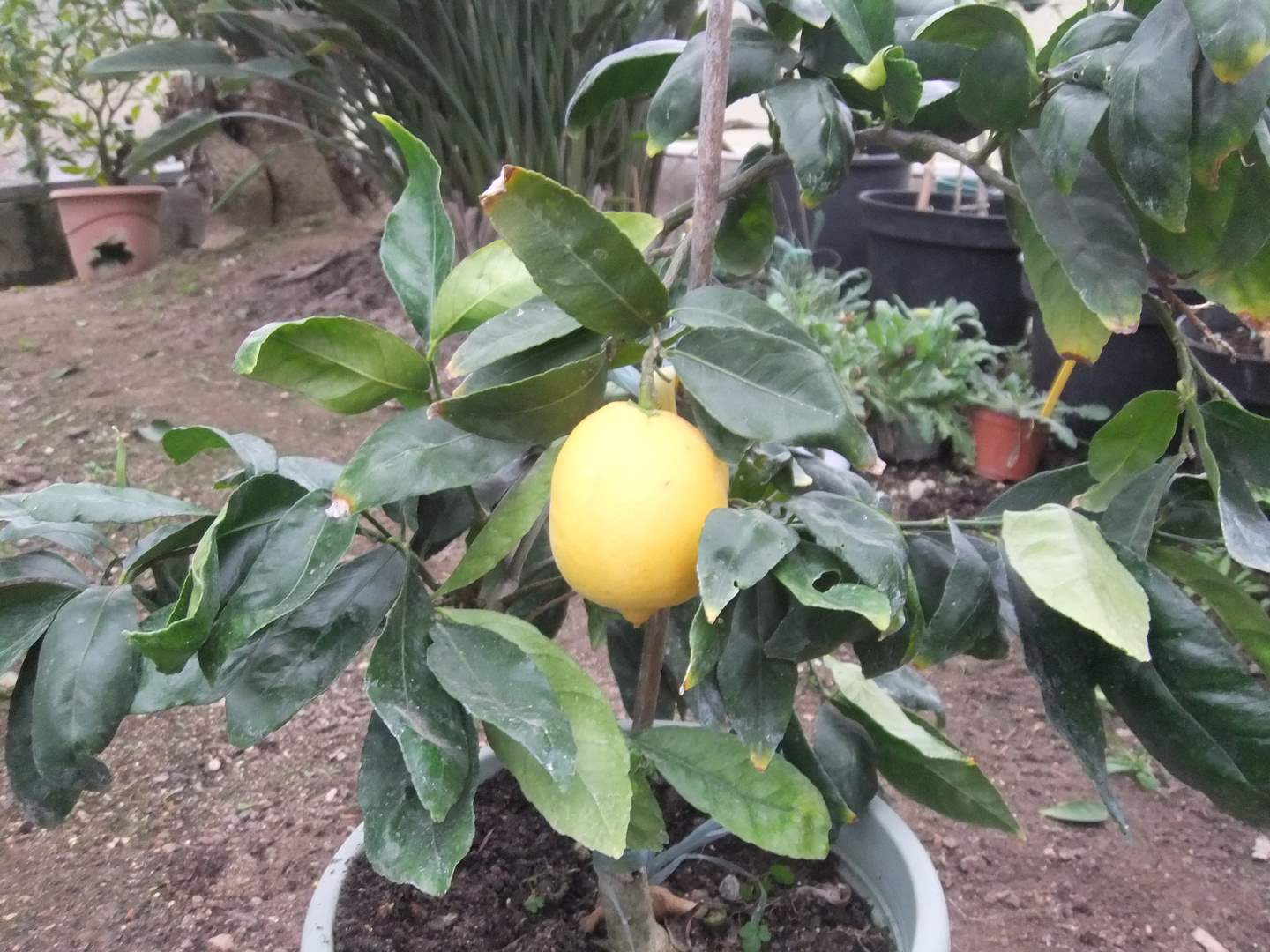  citrus yuko