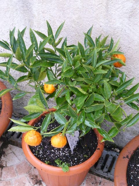  rubino rosso