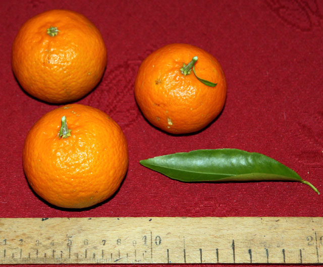  clemenules