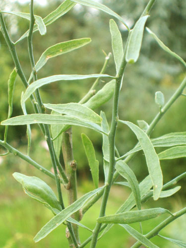  eremocitrus glauca