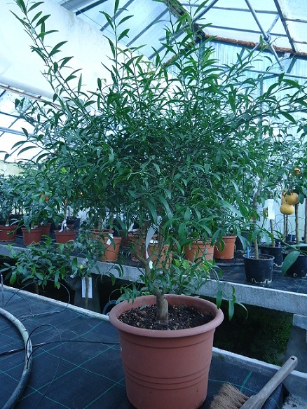  eremocitrus sinensis