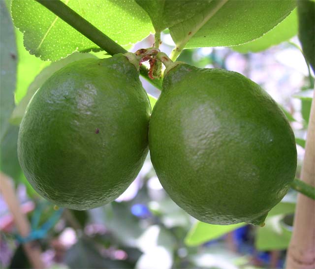  lime de tahiti