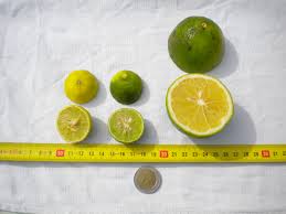  lime gallet de la réunion