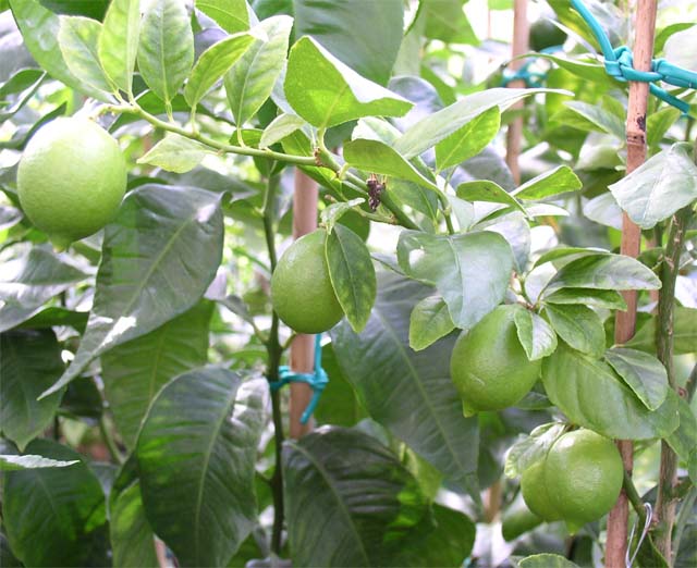  lime mexicaine