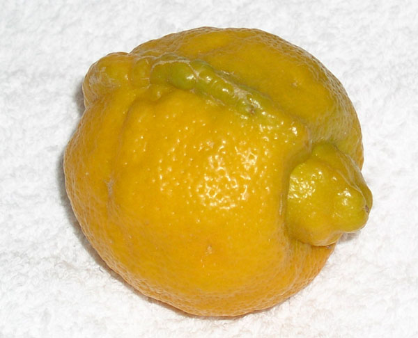  limette à mamelon