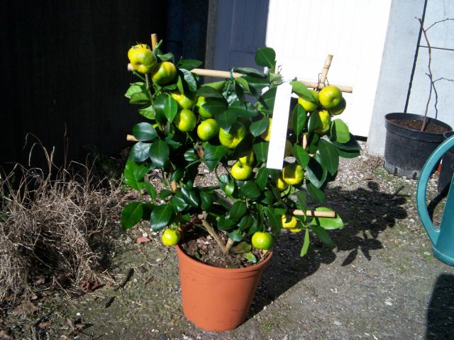  limette pursha