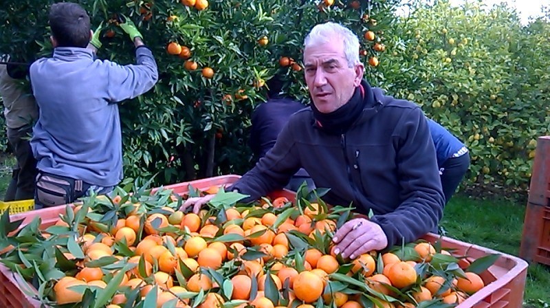  citrus clementina var. fedele