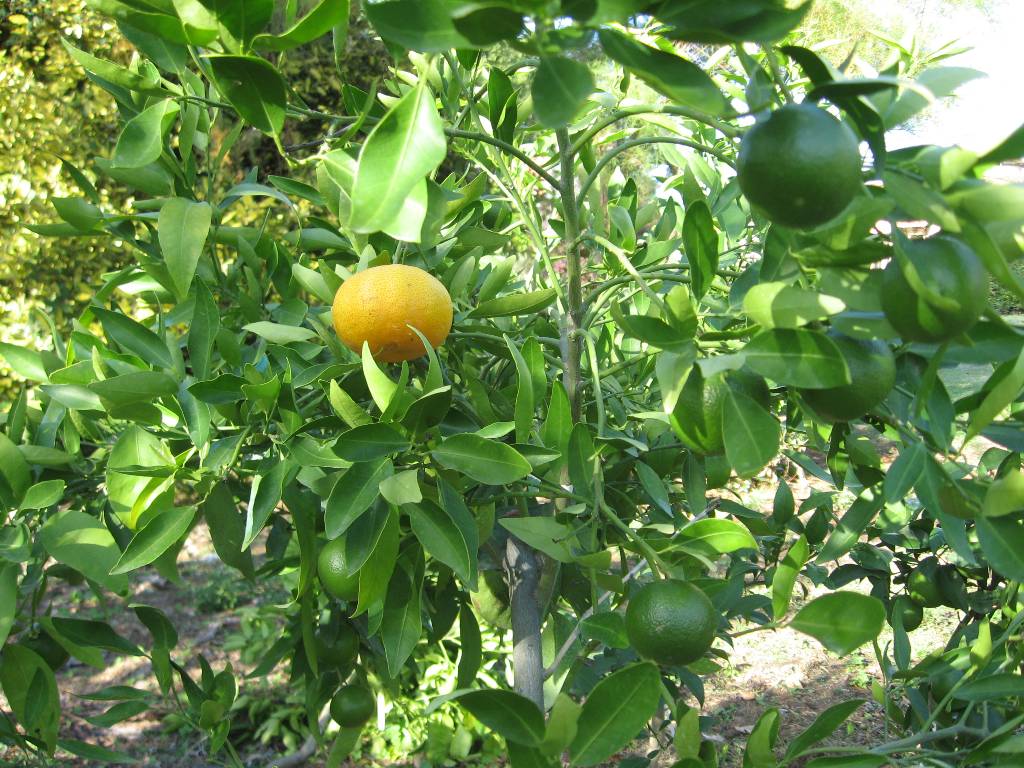  mandarine fortune