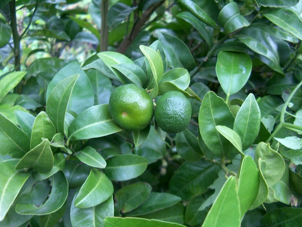  mandarine shekwasha