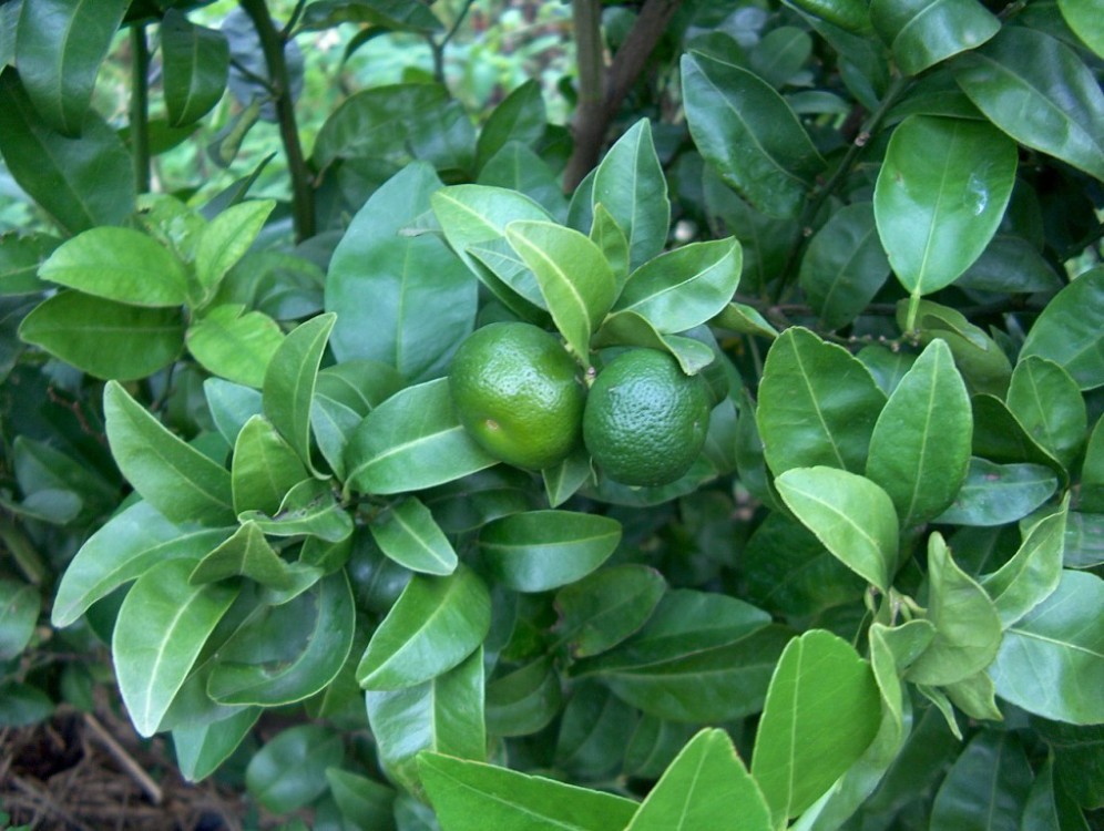  mandarine shekwasha