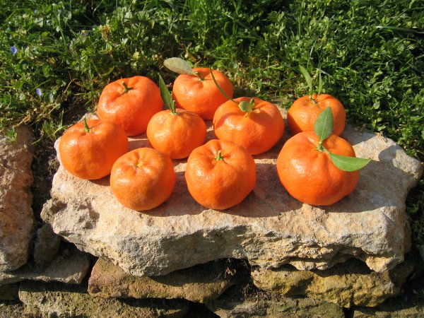  mandarinier cléopâtre